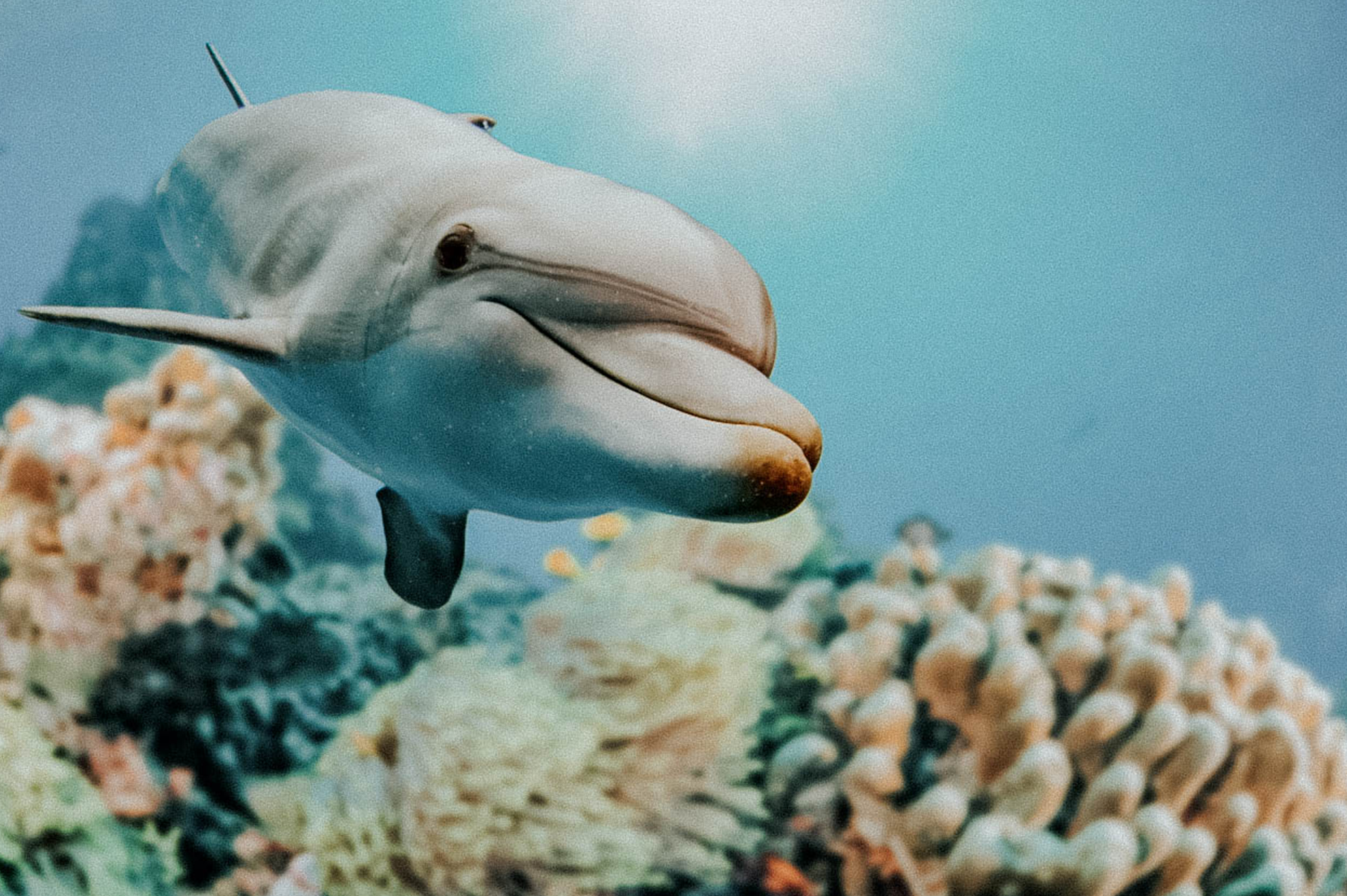 dolphin 2 – Roatan Sotheby’s International Realty