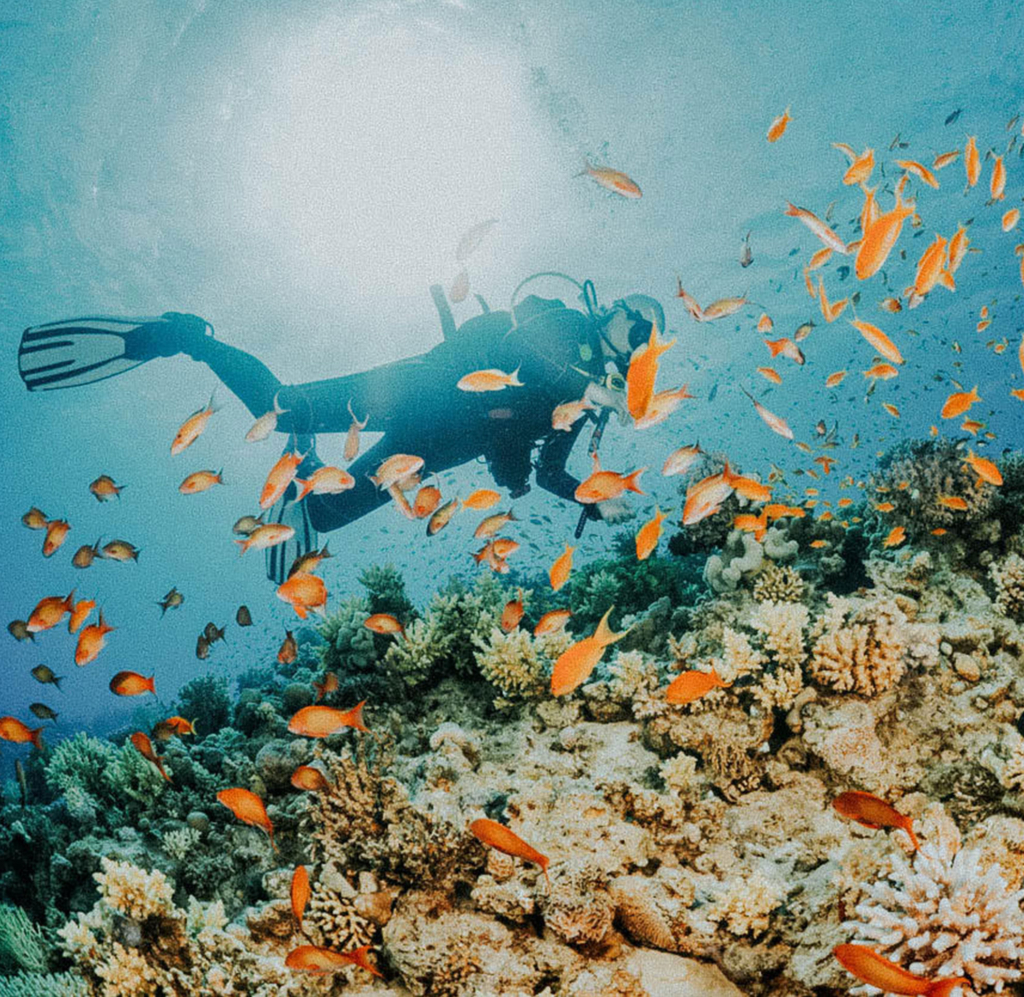 dive – Roatan Sotheby’s International Realty