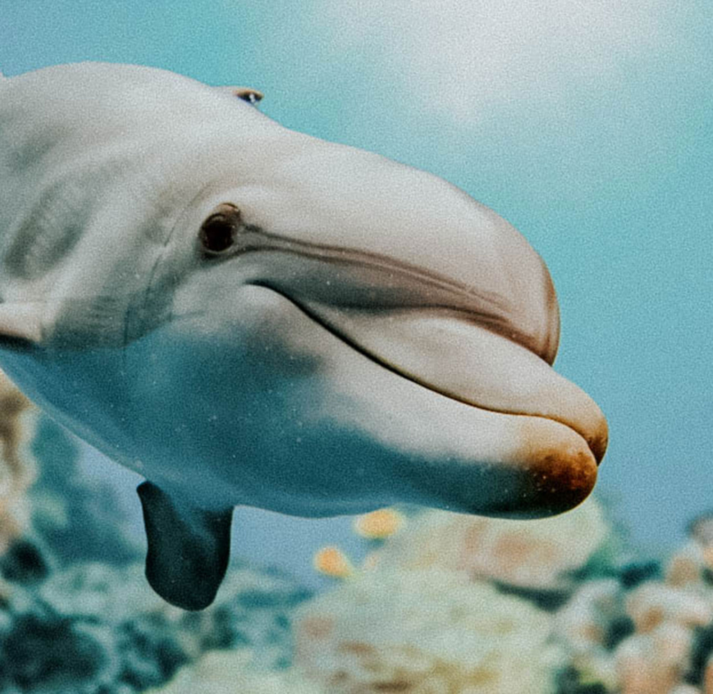 roatan dolphin