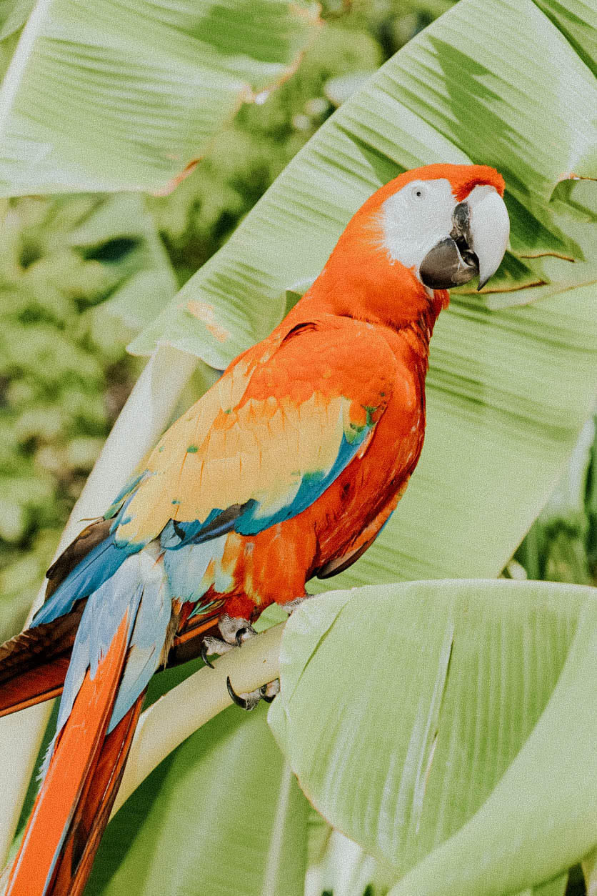 Wildlife in Roatan